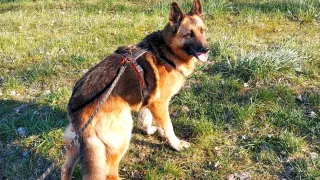 Oto kilka psiaków ze szczecineckiego schorniska dla zwierząt czekających na adopcję - Borys