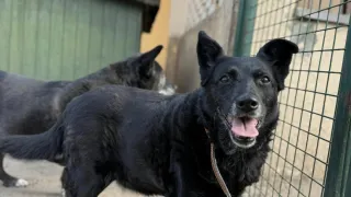 Oto kilka psiaków ze szczecineckiego schorniska dla zwierząt czekających na adopcję - Figiel