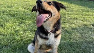 Oto kilka psiaków ze szczecineckiego schorniska dla zwierząt czekających na adopcję - Masza