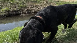 Oto kilka psiaków ze szczecineckiego schorniska dla zwierząt czekających na adopcję - Skiper