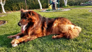 Oto kilka psiaków ze szczecineckiego schorniska dla zwierząt czekających na adopcję - Winston